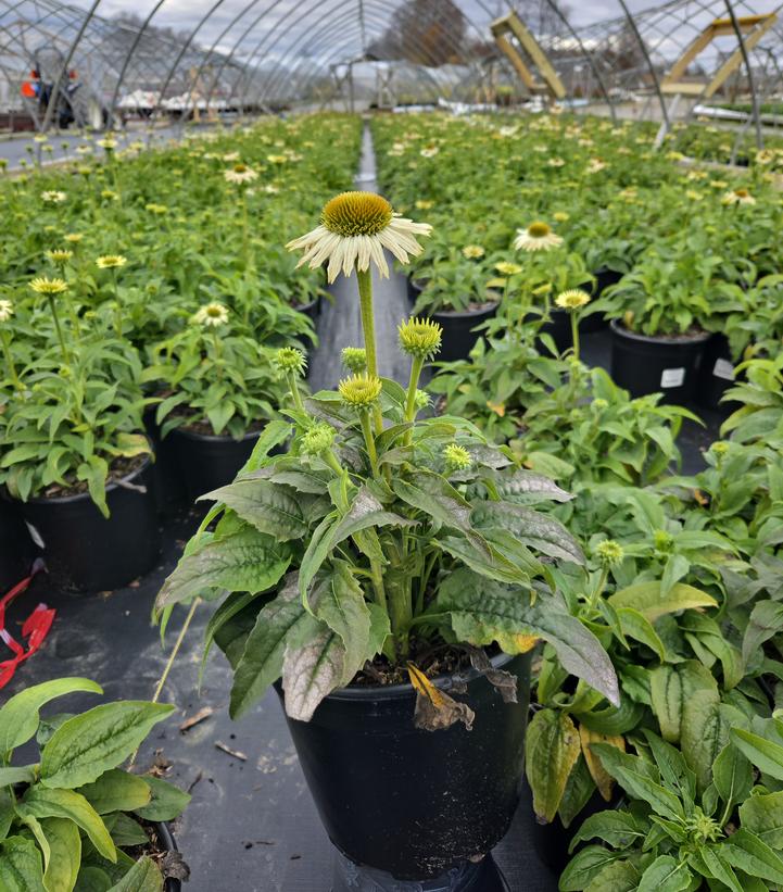 Echinacea purpurea Pow Wow® White