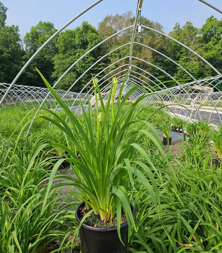 Hemerocallis Happy Returns