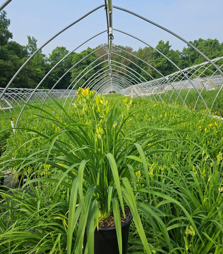 Hemerocallis Stella d'Oro
