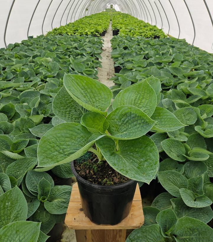 Hosta 'Big Daddy'