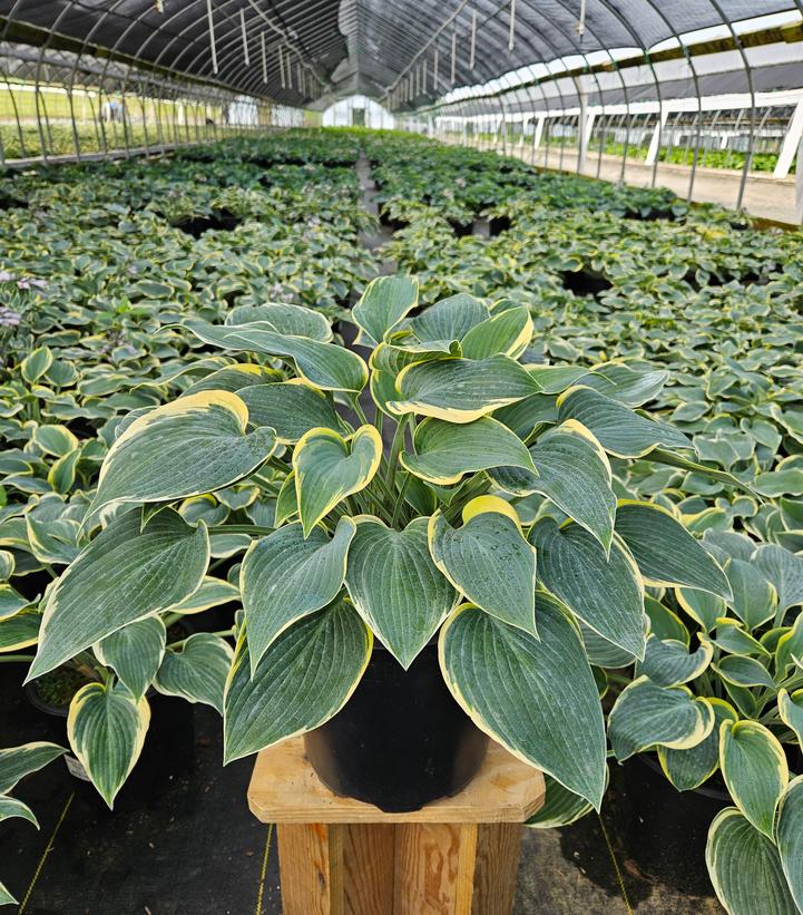 Hosta 'First Frost'