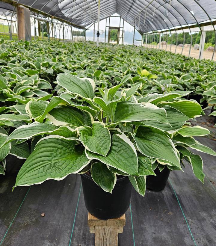 Hosta x 'Francee'
