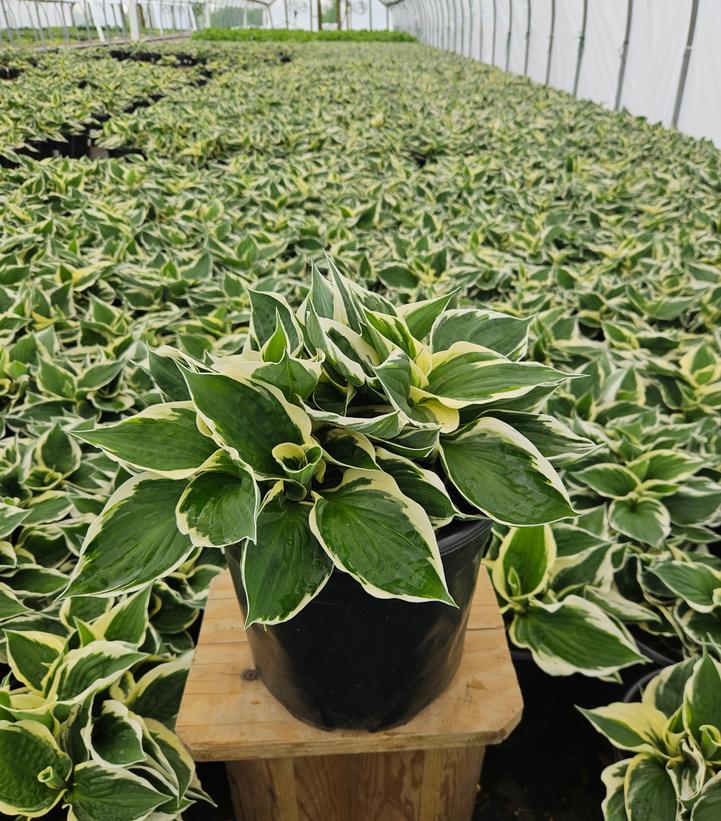 Hosta Patriot