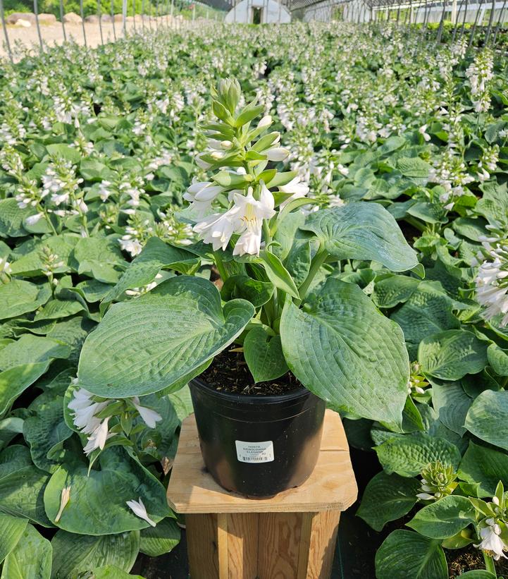 Hosta sieboldiana 'Elegans'