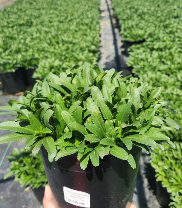 Leucanthemum superbum 'Snowcap'