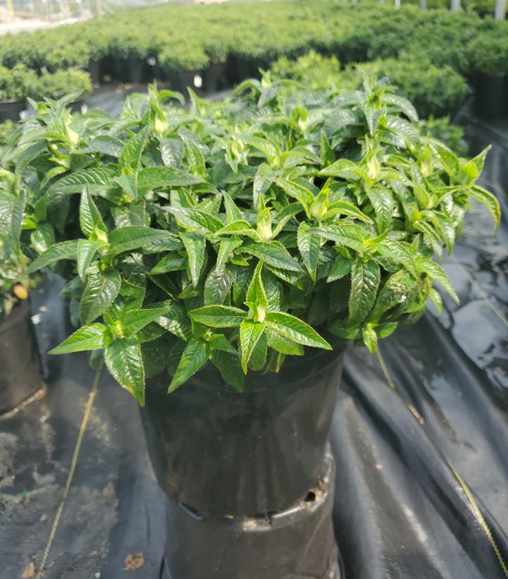 Monarda Sugar Buzz™ Bubblegum Blast