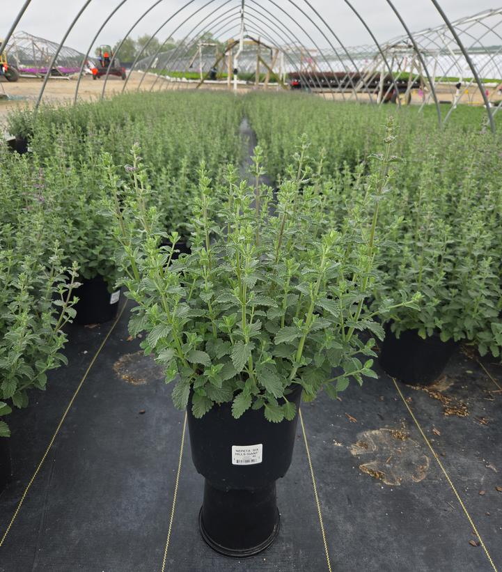 Nepeta Six Hills Giant