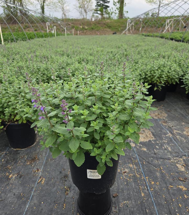 Nepeta muss. Blue Wonder