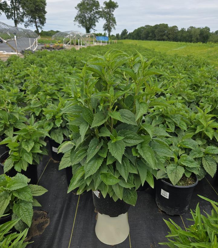 Rudbeckia fulgida var. sullivantii 'Goldsturm'