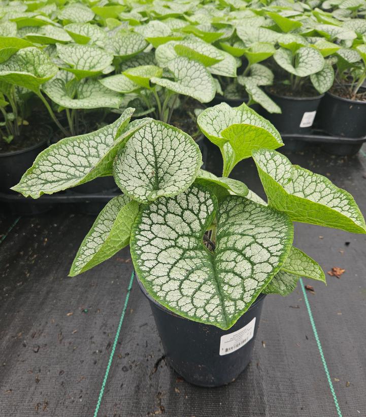 Brunnera Sea Heart