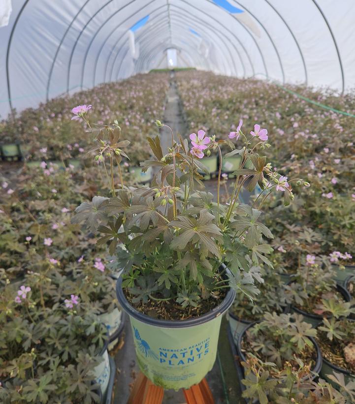 Geranium maculatum Espresso