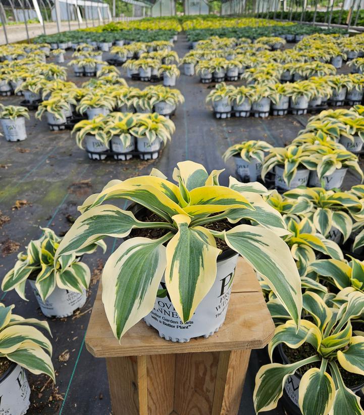 Hosta hybrid Shadowland® Shadowland® 'Autumn Frost'