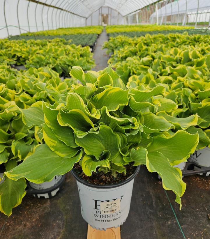 Hosta hybrid Shadowland® Shadowland® Wheee!