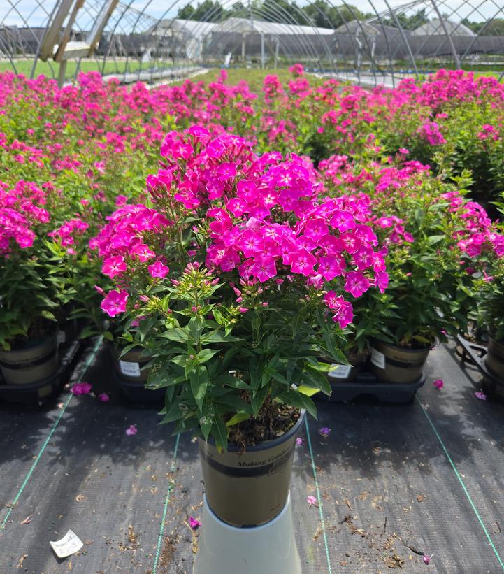 Phlox Volcano® Volcano® Pink