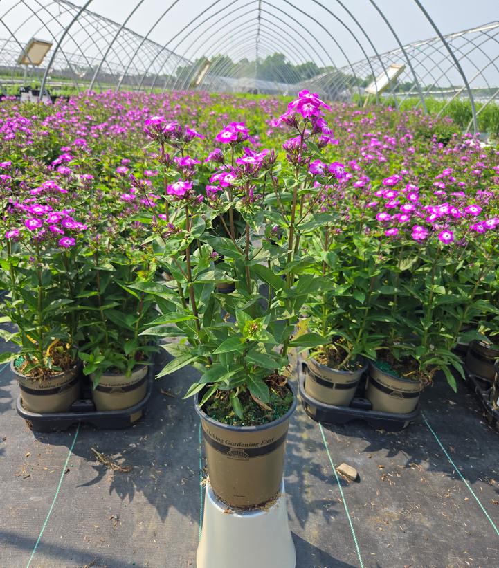 Phlox Volcano® Volcano® Purple with White Eye