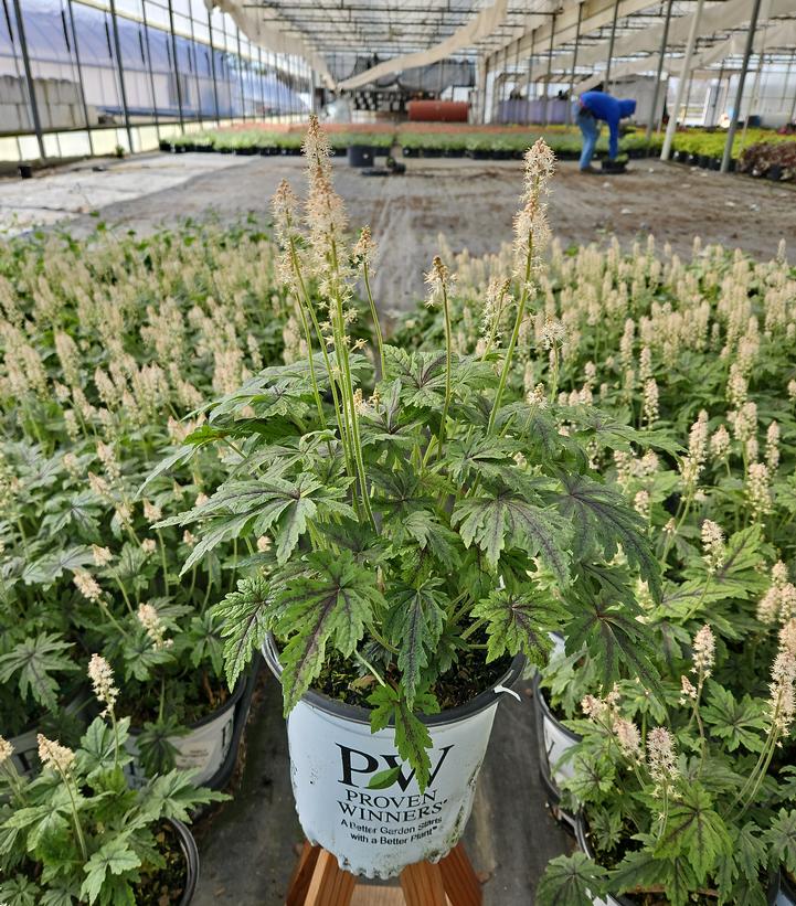 Tiarella x 'Cutting Edge'