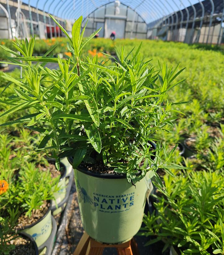 Asclepias tuberosa 