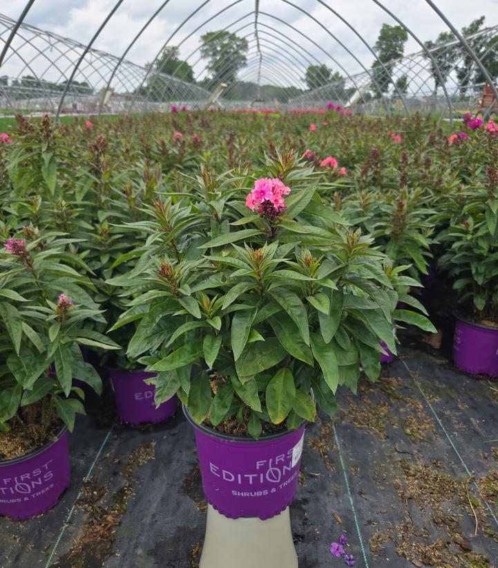 Phlox paniculata Coral Crème Drop™