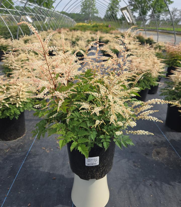 Aruncus 'Misty Lace'