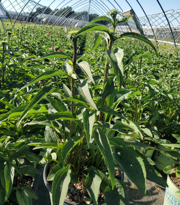 Echinacea purpurea 'Green Twister'