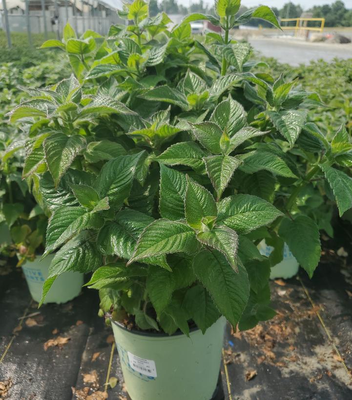 Monarda Raspberry Wine