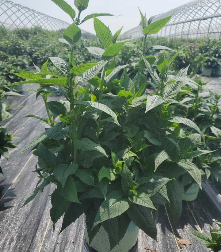 Monarda didyma 'Jacob Cline'