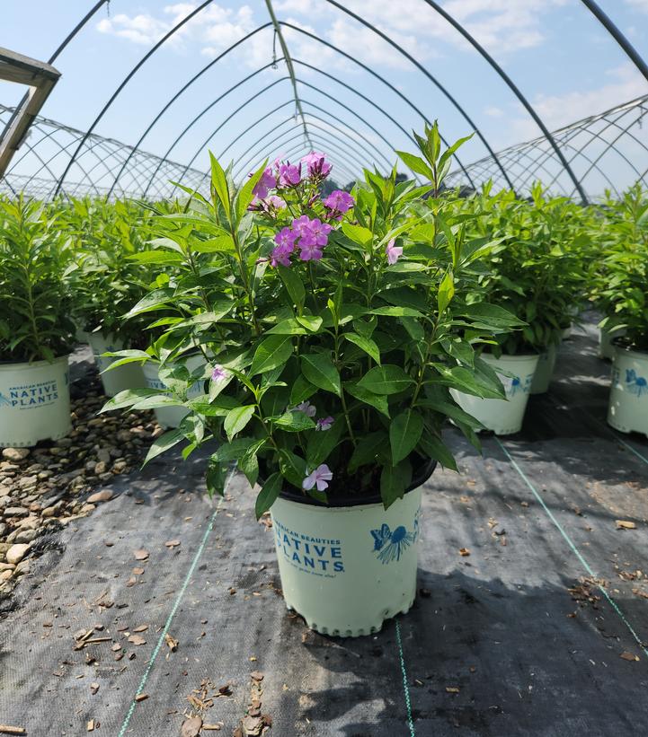 Phlox paniculata Blue Paradise