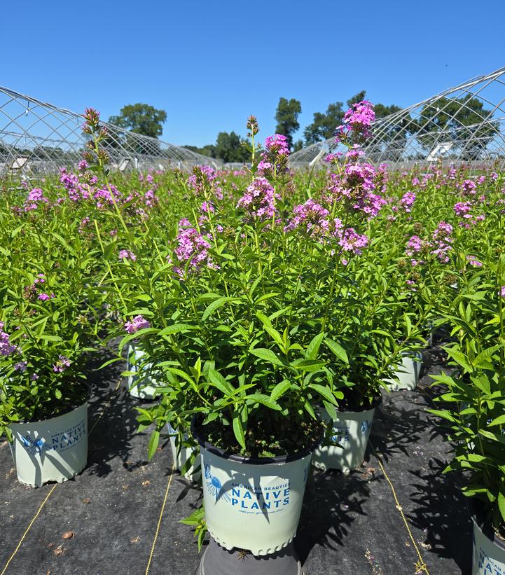 Phlox paniculata 'Jeana'