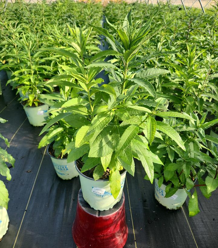 Vernonia noveboracensis 