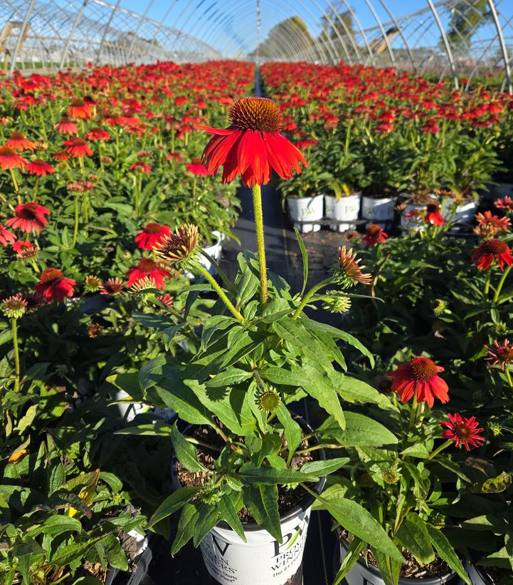 Echinacea x SUMMERSONG™ Firefinch™