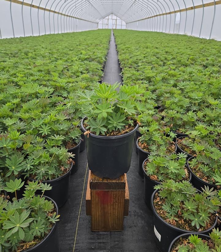 Lupinus polyphyllus 'Gallery Red'