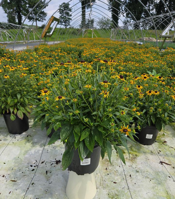 Rudbeckia fulgida var. sullivantii 'Little Goldstar'