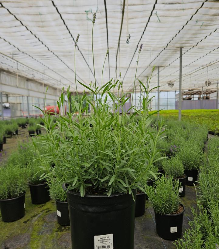 Lavandula angustifolia 'Hidcote'