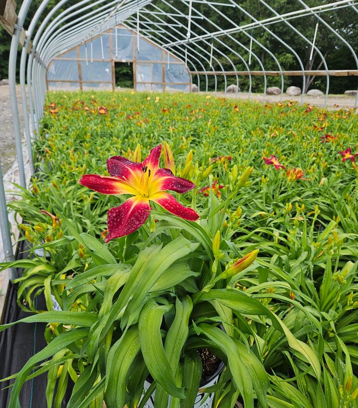 Hemerocallis Rainbow Rhythm® Rainbow Rhythm® Ruby Spider