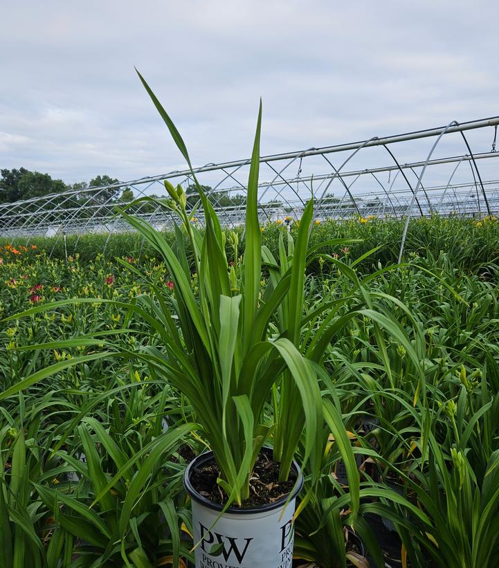 Hemerocallis hybrid Rainbow Rhythm® Rainbow Rhythm® Tiger Swirl