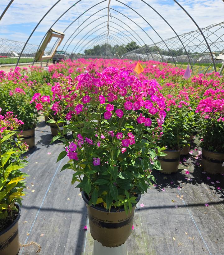 Phlox Volcano® Volcano® Pink