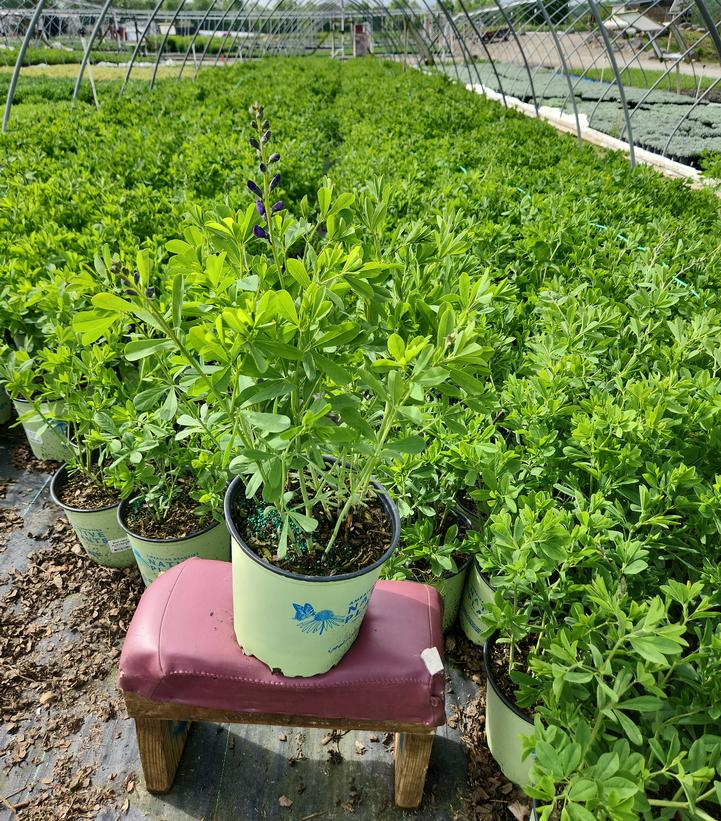 Baptisia australis 