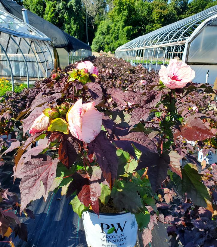 Hibiscus x Summerific® Perfect Storm