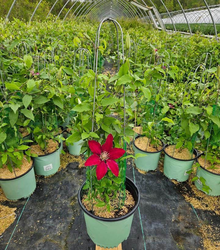 Clematis Rebecca™