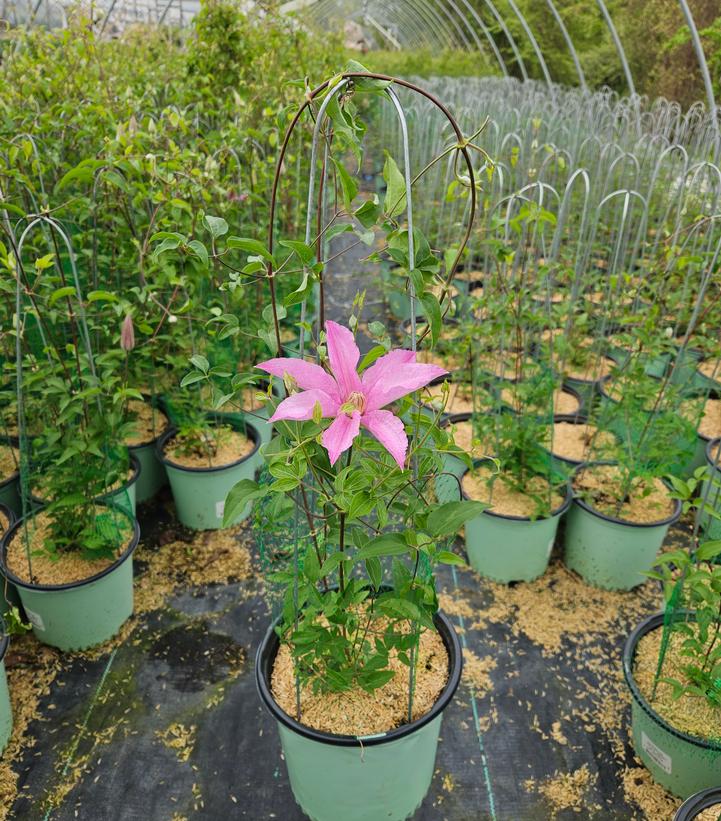 Clematis Sally™