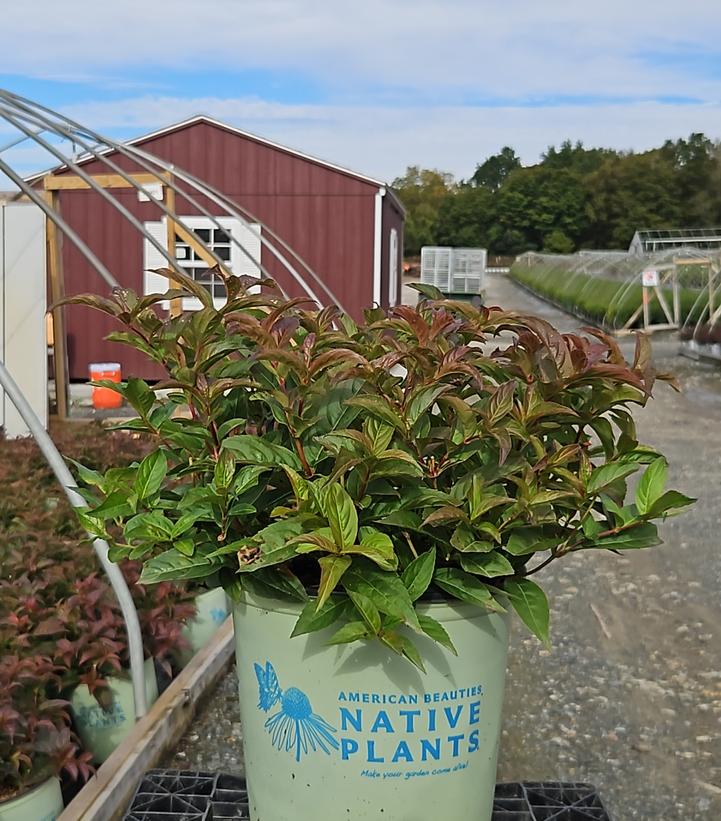 Diervilla lonicera 'Copper'