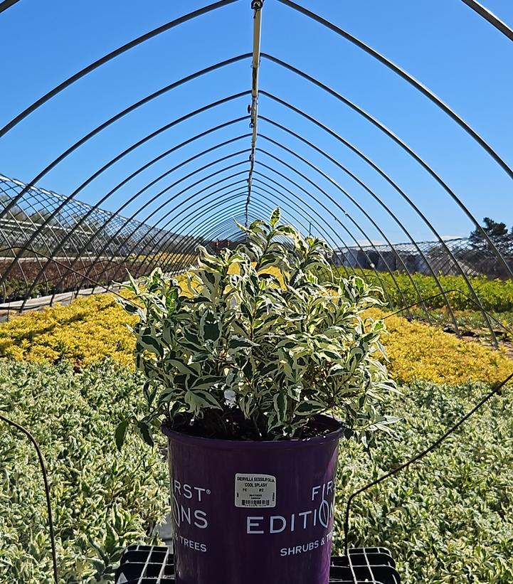Diervilla sessilifolia Cool Splash®