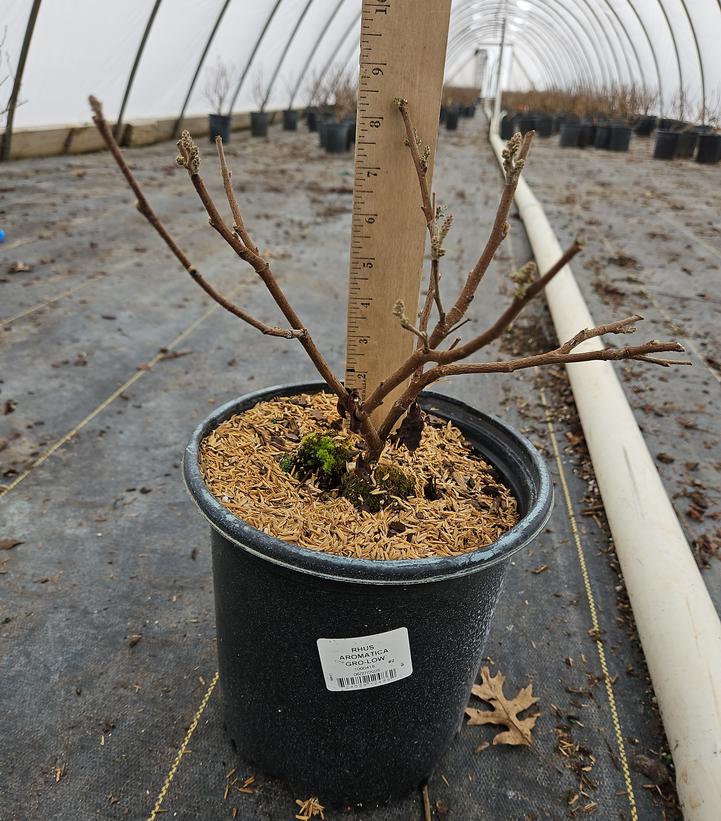 Rhus aromatica 'Gro-Low'