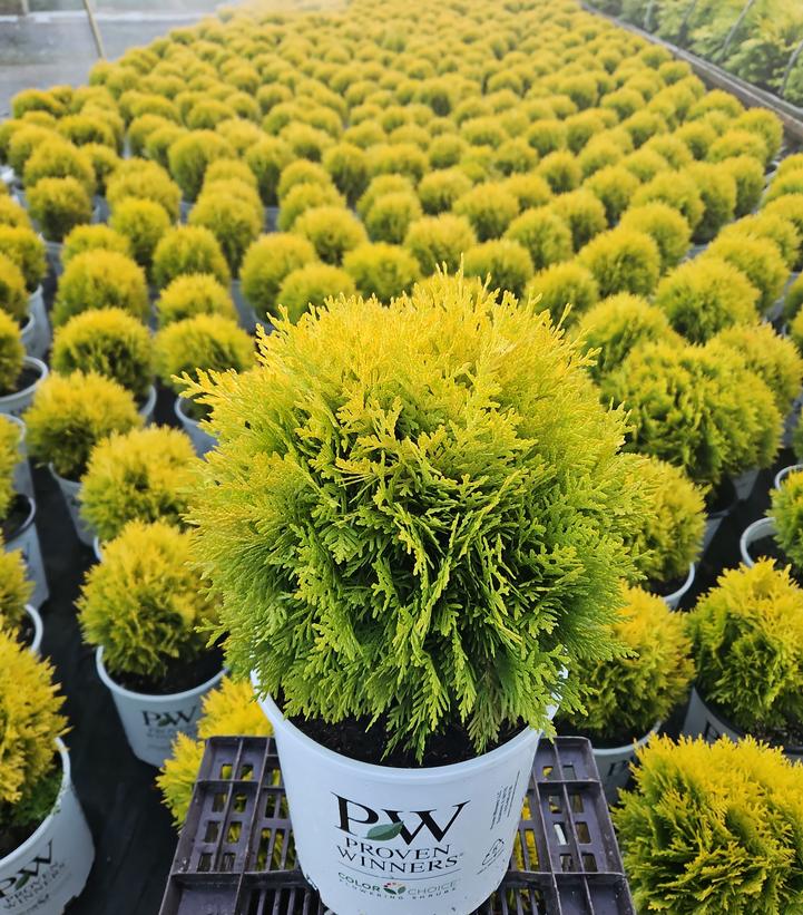 Thuja occidentalis Anna's Magic Ball®