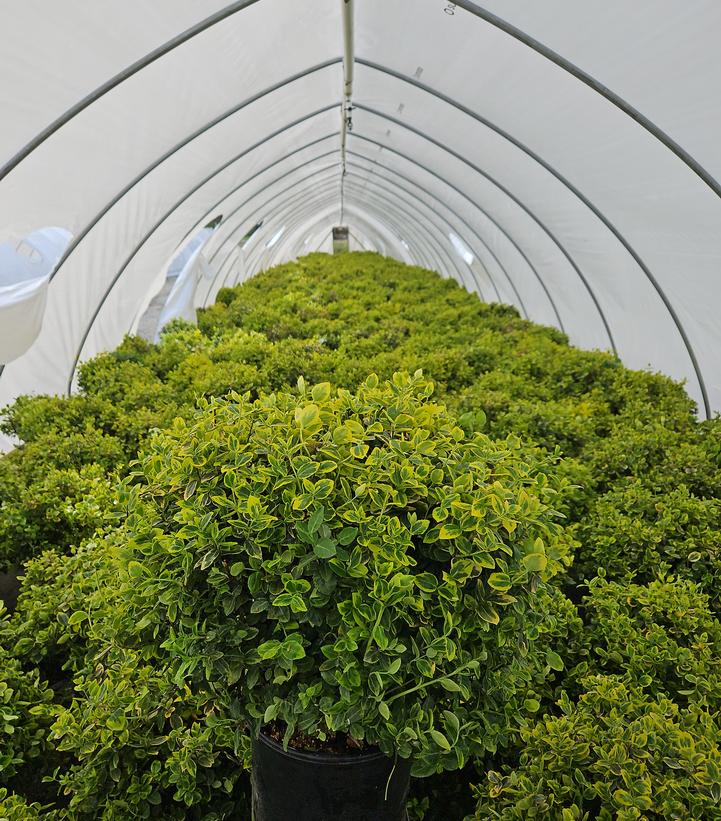 Euonymus f. 'Emerald 'n' Gold'