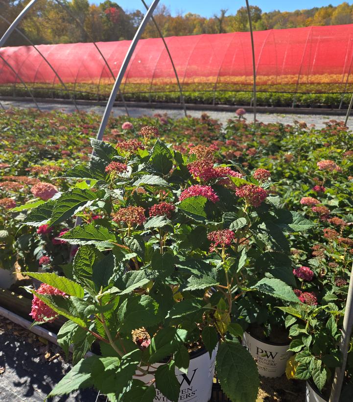 Hydrangea arborescens Invincibelle® Invincibelle® Ruby