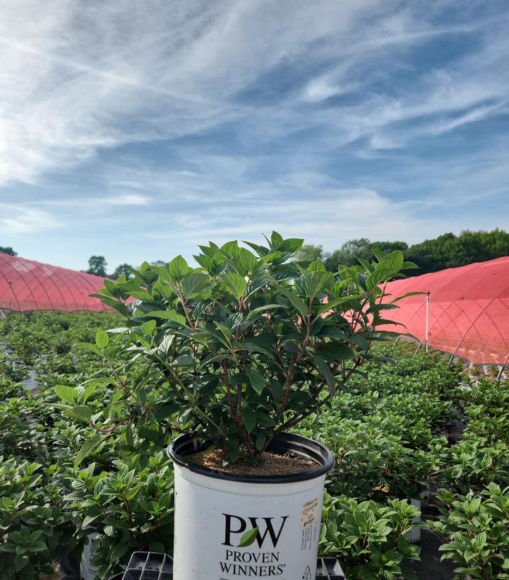 Hydrangea paniculata Little Quick Fire®