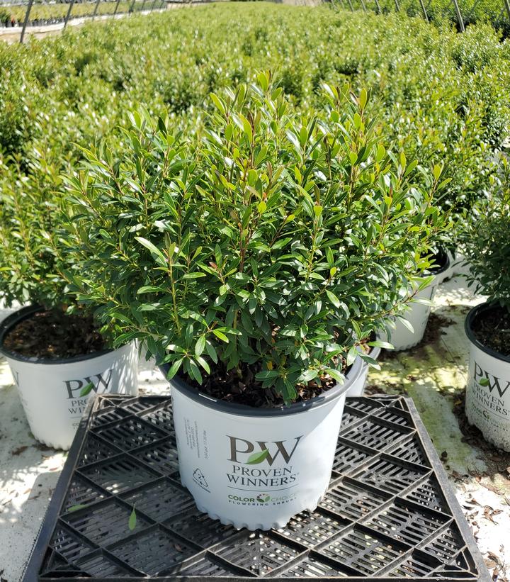 Ilex glabra Gem Box®