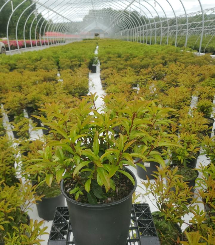 Kalmia latifolia Kaleidoscope