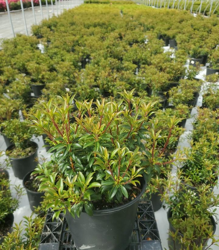 Kalmia latifolia 'Tinkerbell'